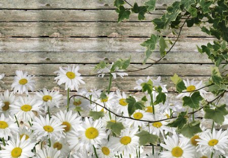 Daisies By Summer Barn - farm, wild flowers, barn board, summer, ivy, chamomile, spring, ranch, flowers, daisies