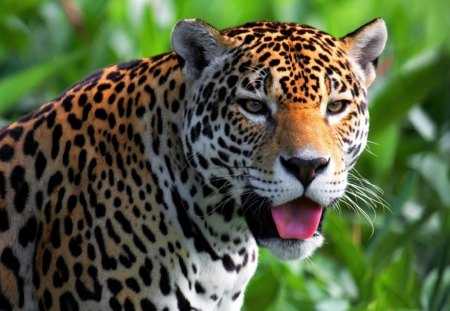 *** Jaguar *** - animal, cats, wild, cat, animals