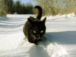 *** Blacka cat in the white snow ***