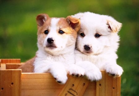 litle puppy's - dogs, litle, lovely, animals