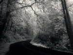 fabulous road through a forest in grayscale