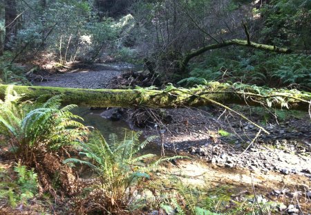 Muir Woods - Muir Woods, California, Red Tree, creek, forest