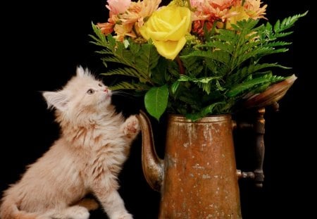 Cat and flowers - new, image, wallpaper, color