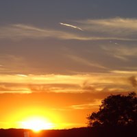 Sunset Tree