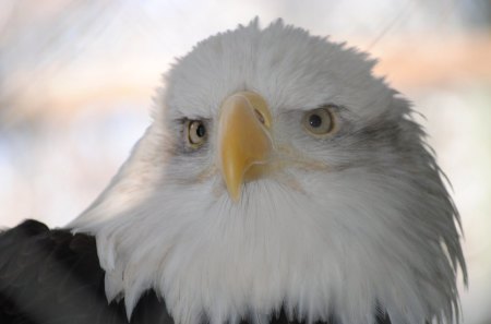 The bold and Beautiful - Beauty, Eagle, Majestic, Amazing