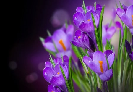 *** Purple crocuses *** - nature, crocuses, purple, flowers, spring, flower