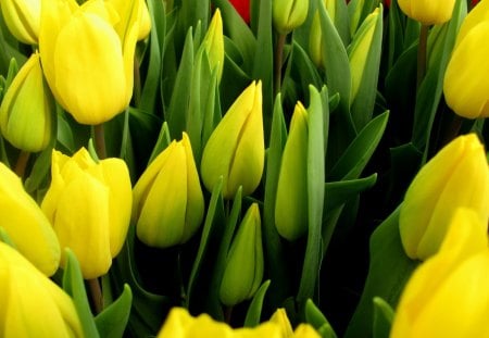 *** Tulips - flowers of spring *** - nature, tulips, flowers, flower, spring