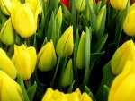 *** Tulips - flowers of spring ***