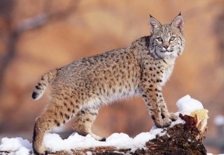 bobcat - bobcat, stone, cat, wild