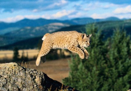 bobcat - bobcat, jump, wild, cat