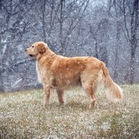 dogs and snow falling