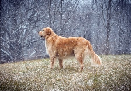 dogs and snow falling - snow, winter, dogs, tree