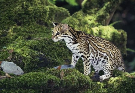 ocelot - stone, ocelot, wild, cat