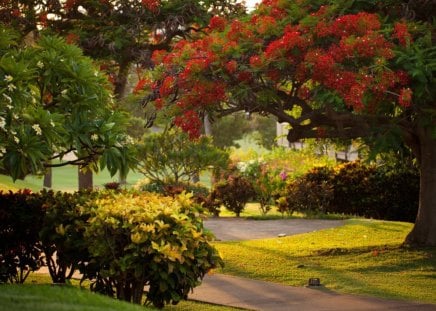 summer park - grass, summer, red, tree