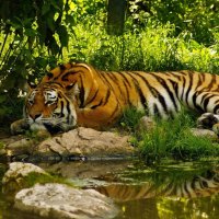 tiger resting