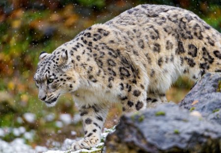 leopardo de las nieves - stone, cat, snow, wild