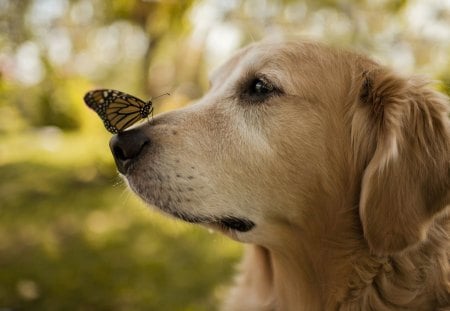 *** Dog and butterfly ** - animal, dogs, butterfly, dog, animals