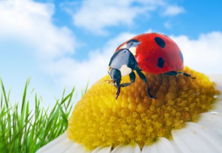 *** Ladybug *** - animal, animals, bugs, ladybug