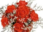 *** Bouquet of red roses ***