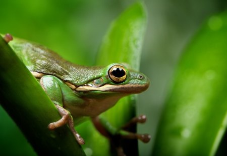 *** Green frog ***