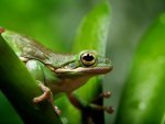 *** Green frog ***