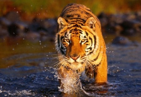 water, splash - water, tiger, splash, wild