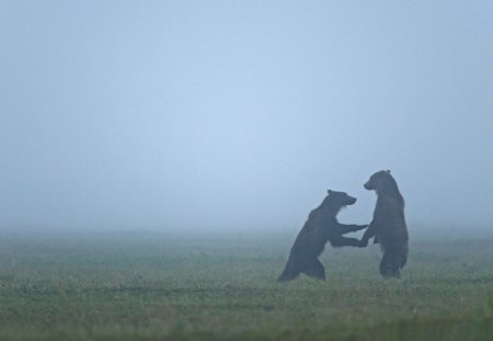 bears - bear, grass, wild, mist