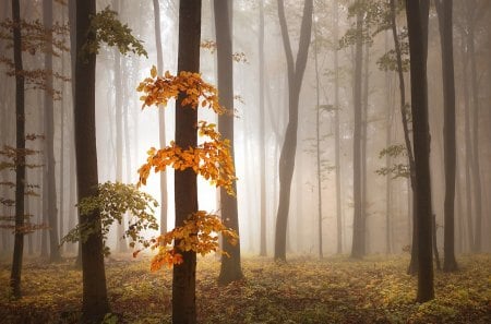 morning, fog - morning, forests, fog, tree