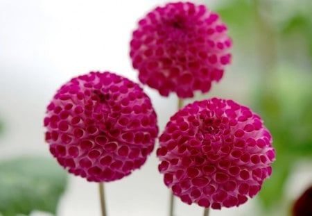 3 Blooming Daisies - daisies, colorful, nice, three