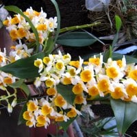 Lovely yellow orchids