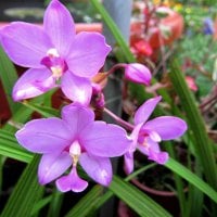 Pretty orchids