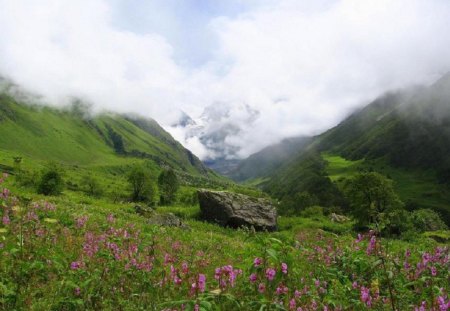 Valley Of Flowers. - this, valley, beautiful, with