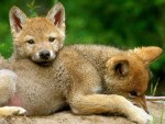 Red Wolf with Cub