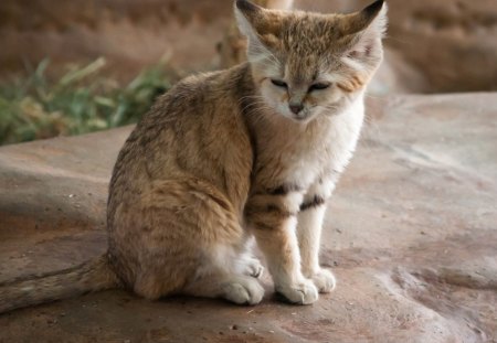 Cat - sleepy, cute, beautiful, cat, sleeping, kitty, cats, hat, cat face, paws, face, animals, pretty, beauty, sweet, kitten, lovely