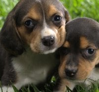 Dogs - beagle