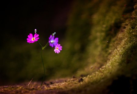 Tiny - tiny, flowers, purple, moss, forest, light, pink, dark