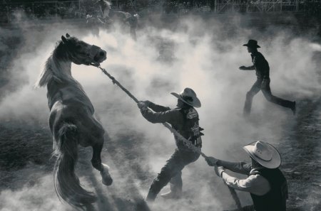 Horse sale - white, horses, photography, wp, bw, black