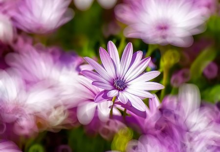 Flower - flowers, garden, flower, nature