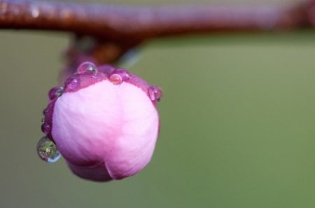 Spring - morning, branch, day, dew, bud, spring, pink, drop, flower