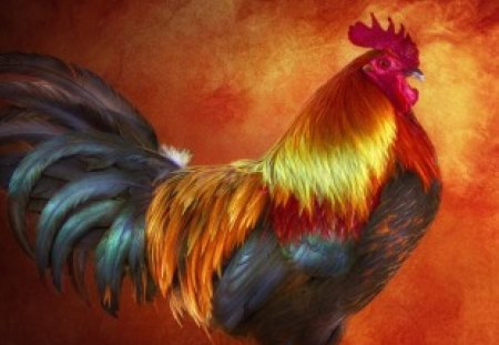 Cock - colours, animal, colour, cock, animals