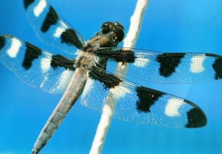 Black and white dragonfly - animal, black, blue, wings, white, sky, dragonfly, nature, insect