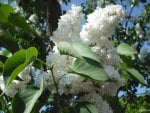 White lilac