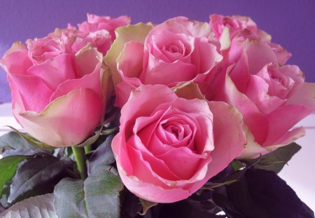 Roses - nature, roses, pink, photography, beautiful, green, flowers, flower