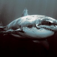 Battle Scarred Great White Shark