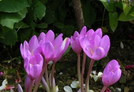 Pink crocus - flower, pink, spring, nature, crocus, green