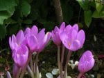 Pink crocus