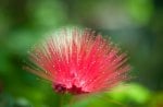 Beautiful red flower