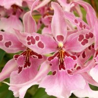 Pink Orchids