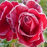 frost roses