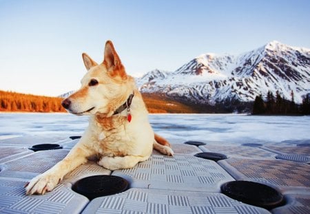 Enjoying the Scenery - Dog, scenary, enjoy, nature